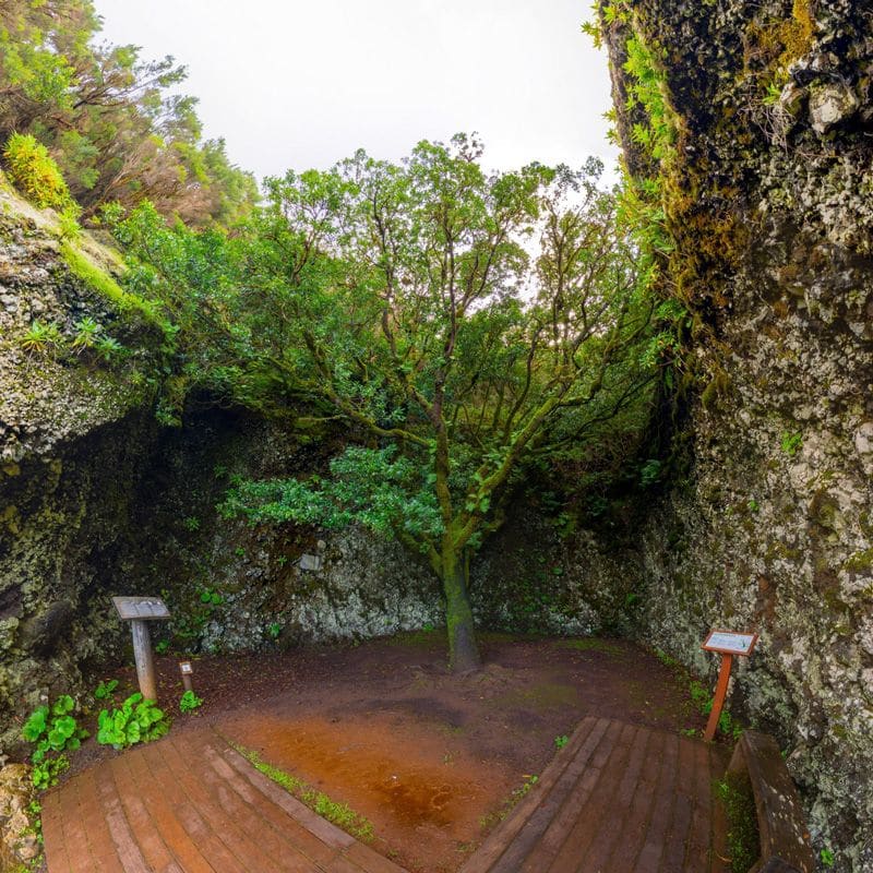 árbol garoé en la isla de el hierro islas canarias españa