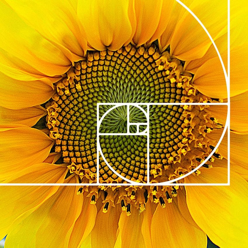 medida áurea - golden ratio