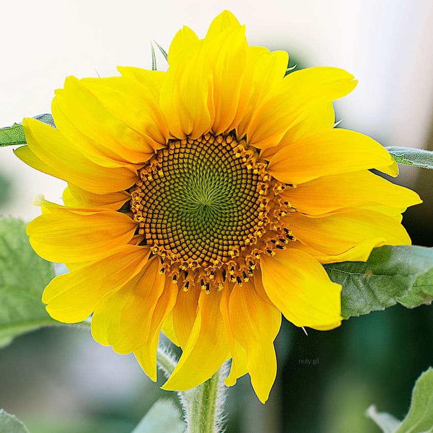horóscopo julio leo girasol