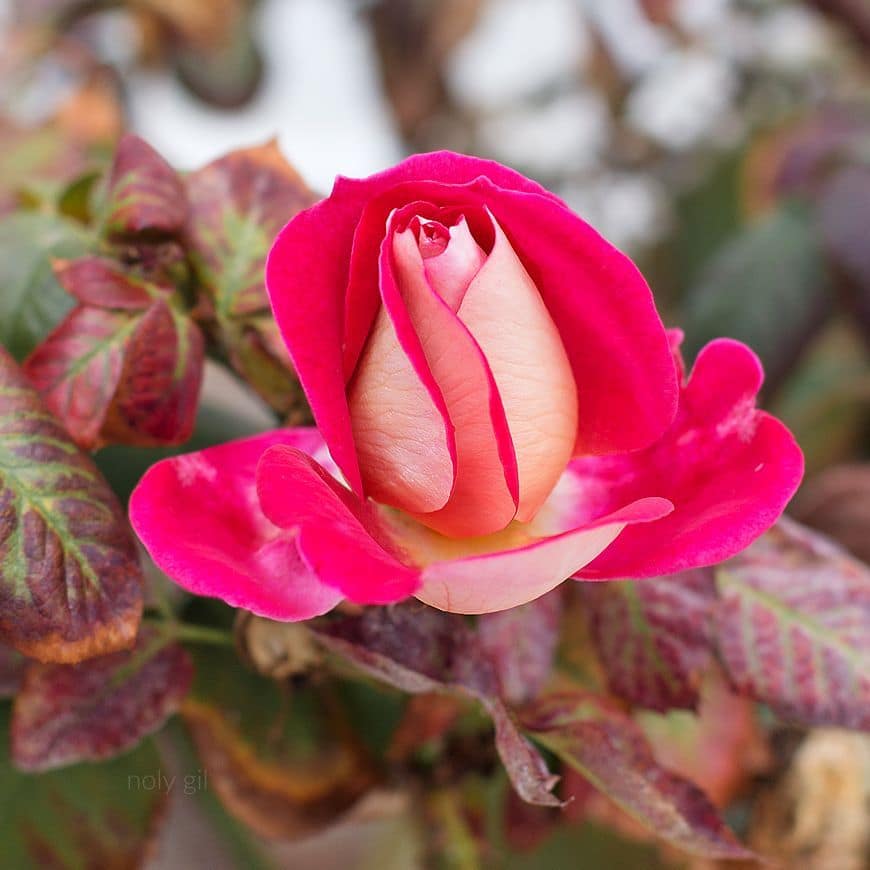 HORÓSCOPO, Rosa