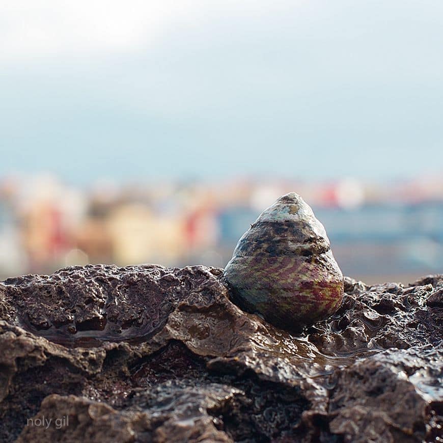 junio burgao en las rocas de la playa del burrero